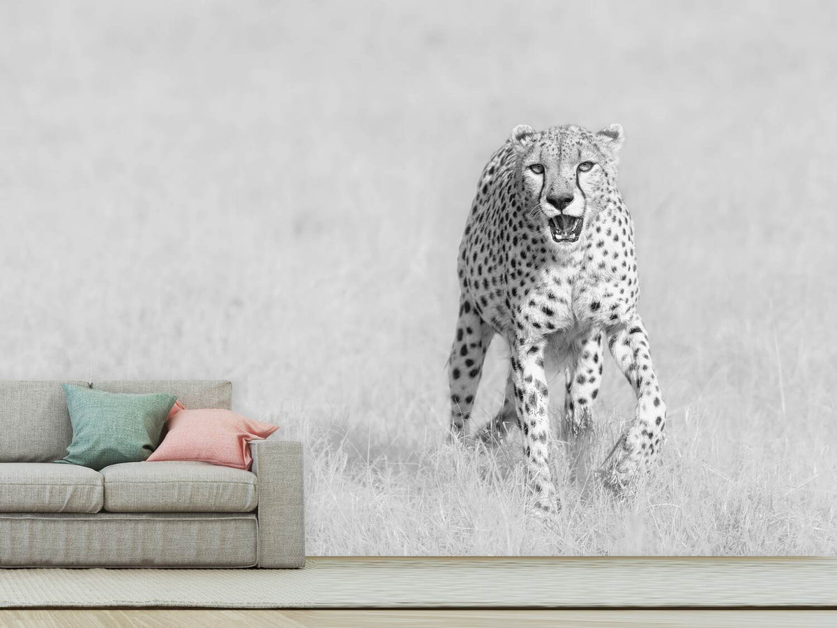 photo-wallpaper-cheetah-x