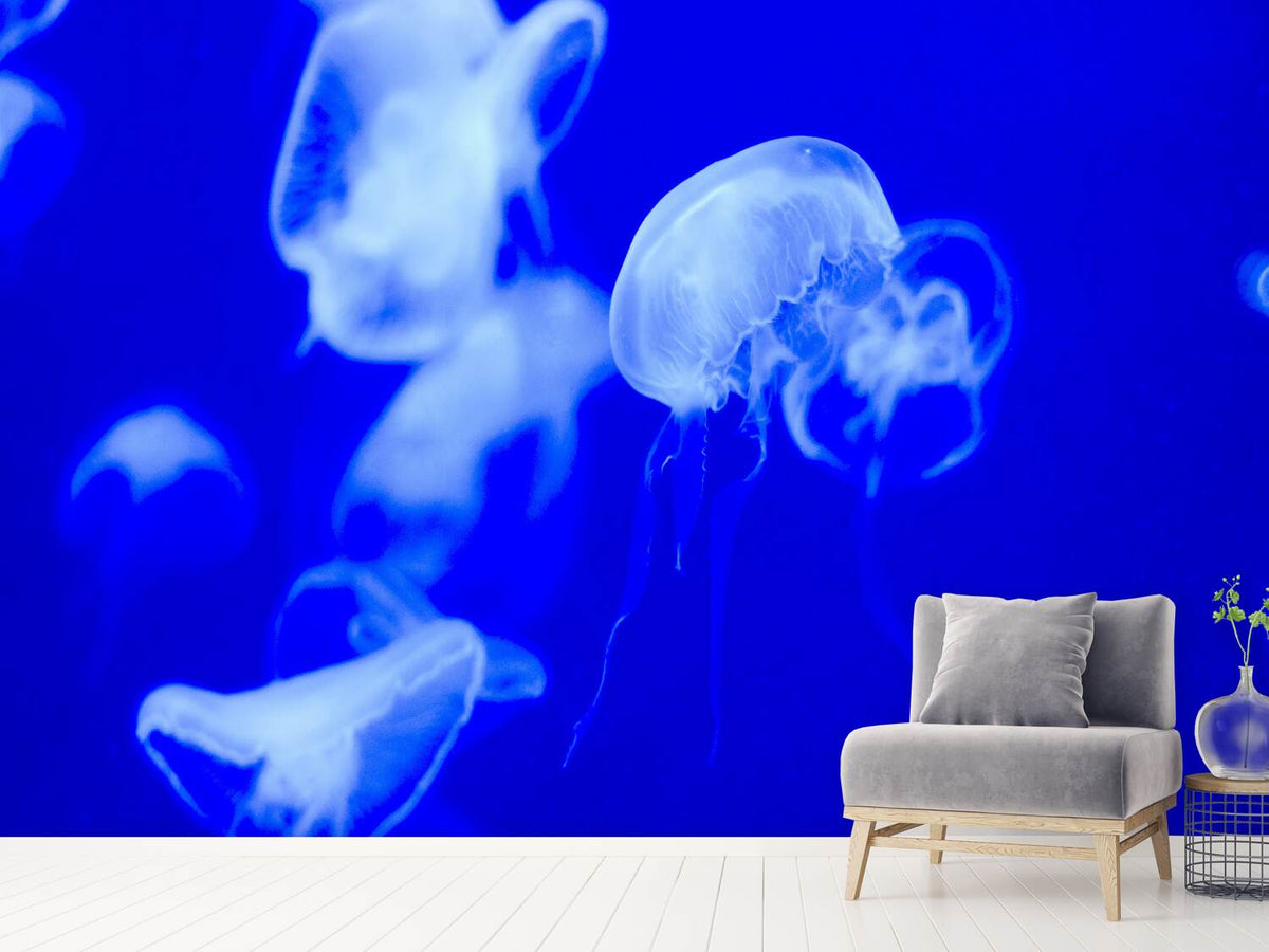 photo-wallpaper-floating-jellyfish