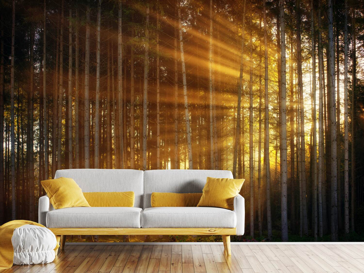 photo-wallpaper-trees-in-sunbeams