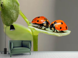 photo-wallpaper-2-ladybirds