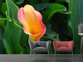 photo-wallpaper-wild-calla