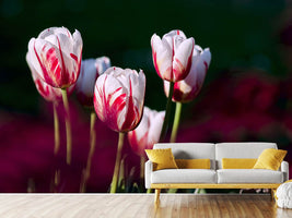 photo-wallpaper-the-beauty-of-the-tulips