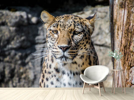 photo-wallpaper-leopard-in-wait