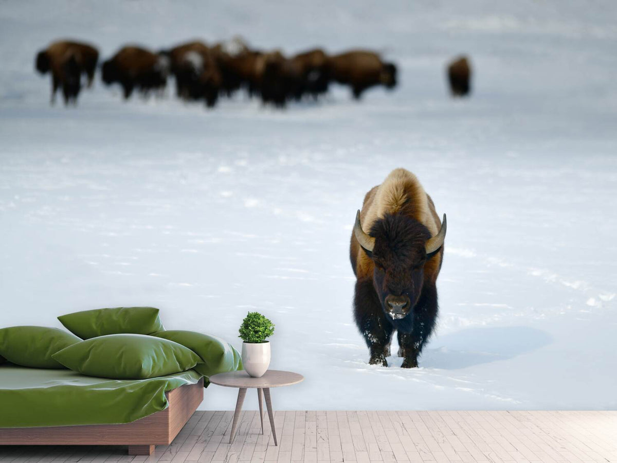 photo-wallpaper-alpha-male-bison