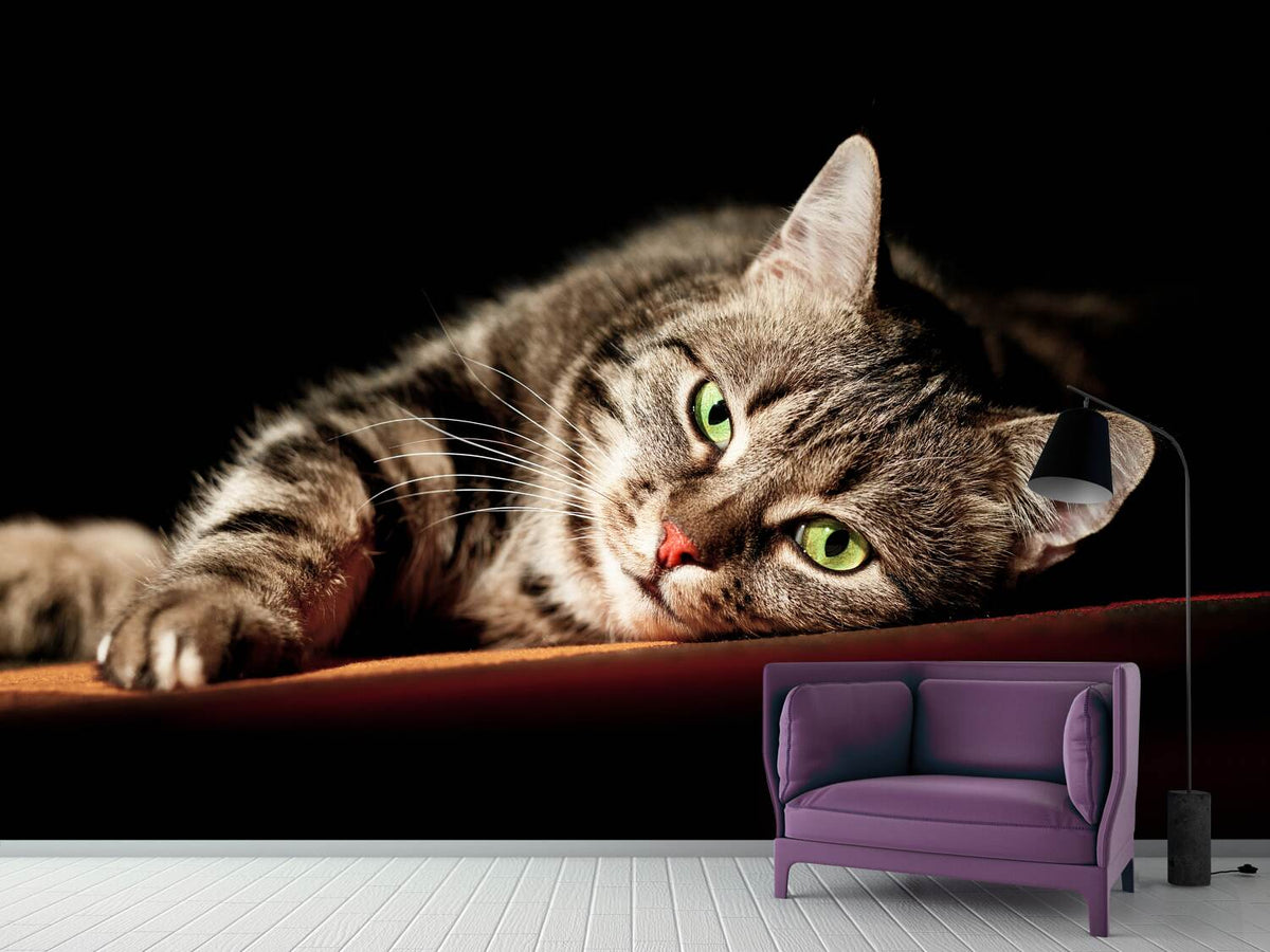 photo-wallpaper-relaxed-cat