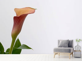 photo-wallpaper-calla-in-xl