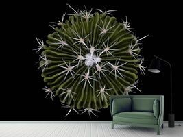 photo-wallpaper-stenocactus