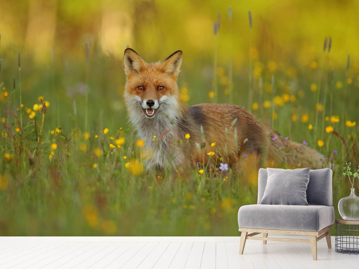 photo-wallpaper-red-fox-xkh