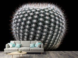 photo-wallpaper-notocactus-scopa-ii