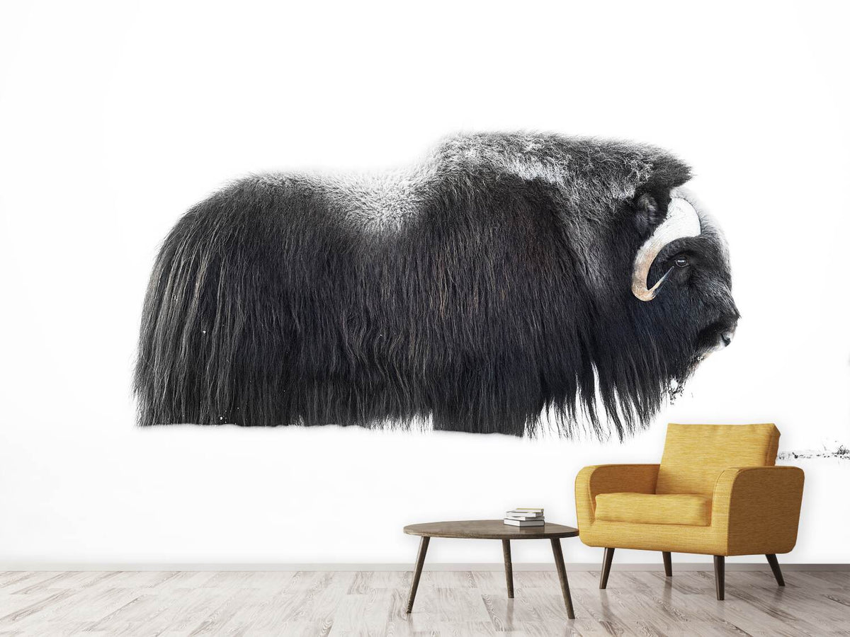 photo-wallpaper-muskox-xzp