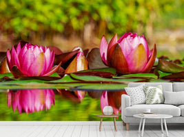 photo-wallpaper-red-water-lily-trio